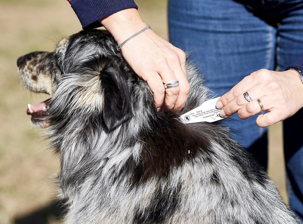 Non tutti gli antiparassitari per cani hanno un effetto di repellenza