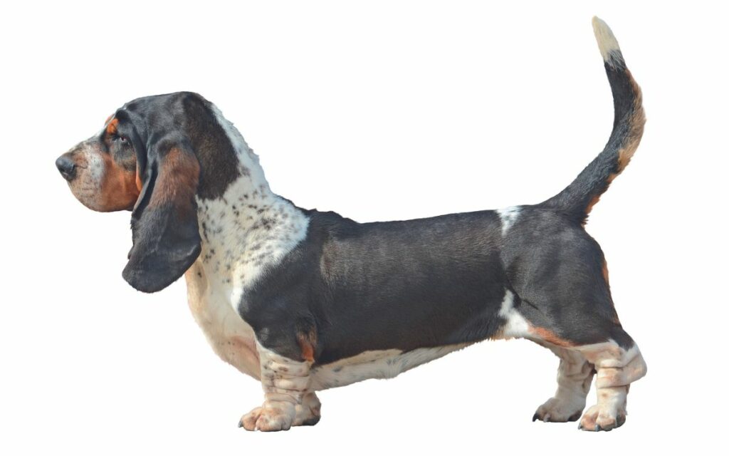 Basset Hound