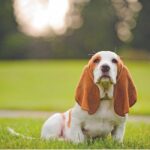 Basset Hound