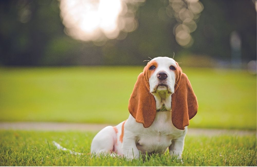 Basset Hound