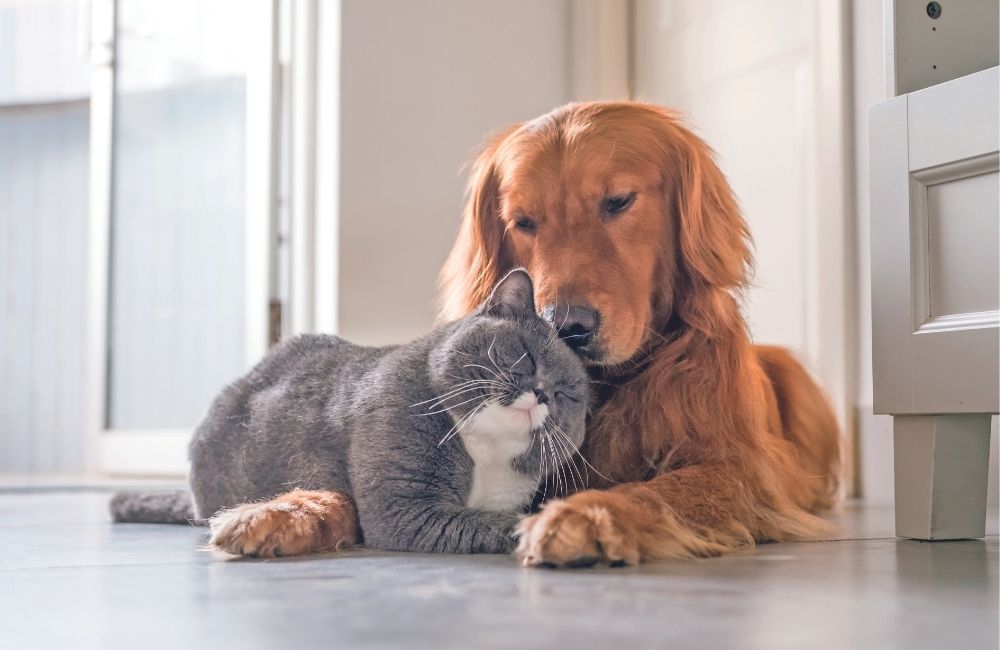 Cane e gatto: come favorire la convivenza?