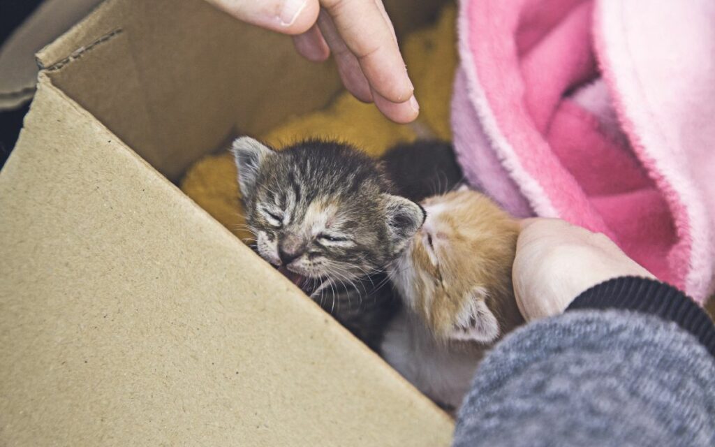 Lasciare i cuccioli davanti al canile?