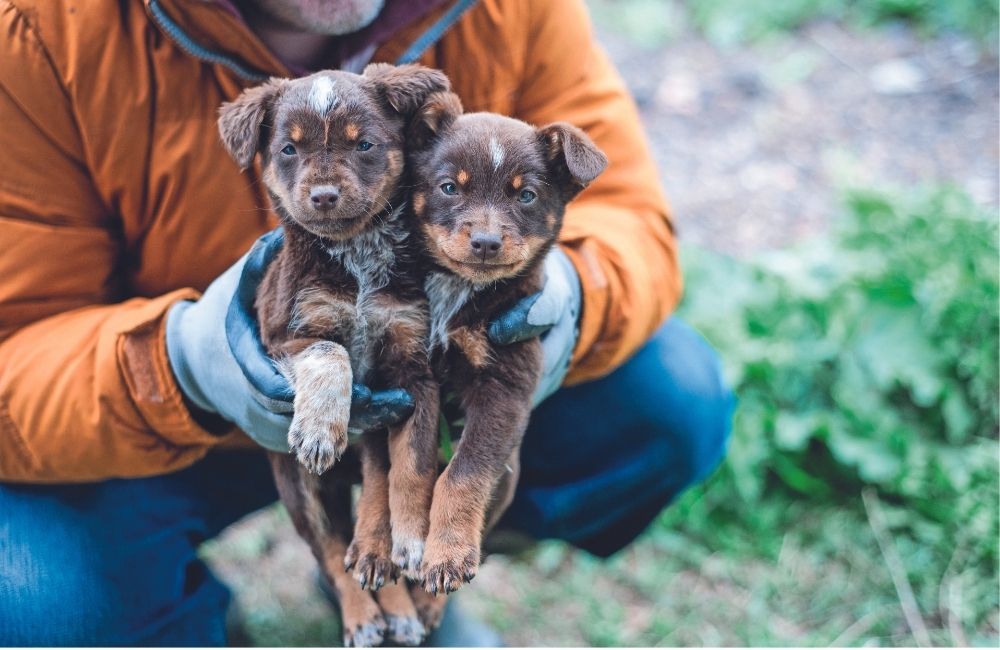 Lasciare i cuccioli davanti al canile?