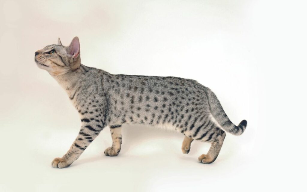 Ocicat