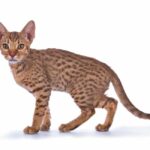 Ocicat