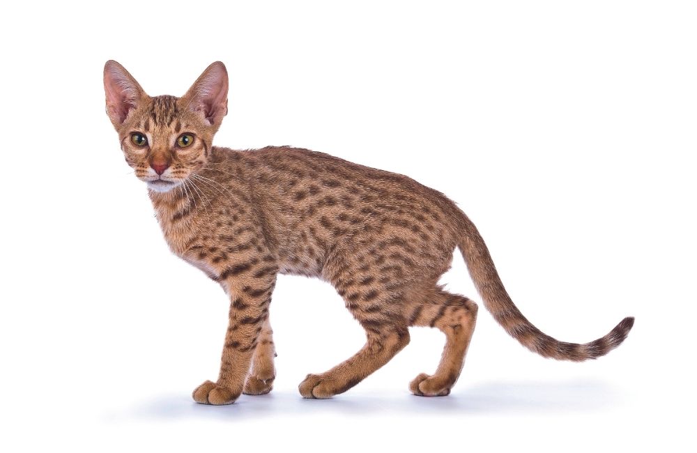 Ocicat