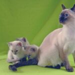 Tonkinese