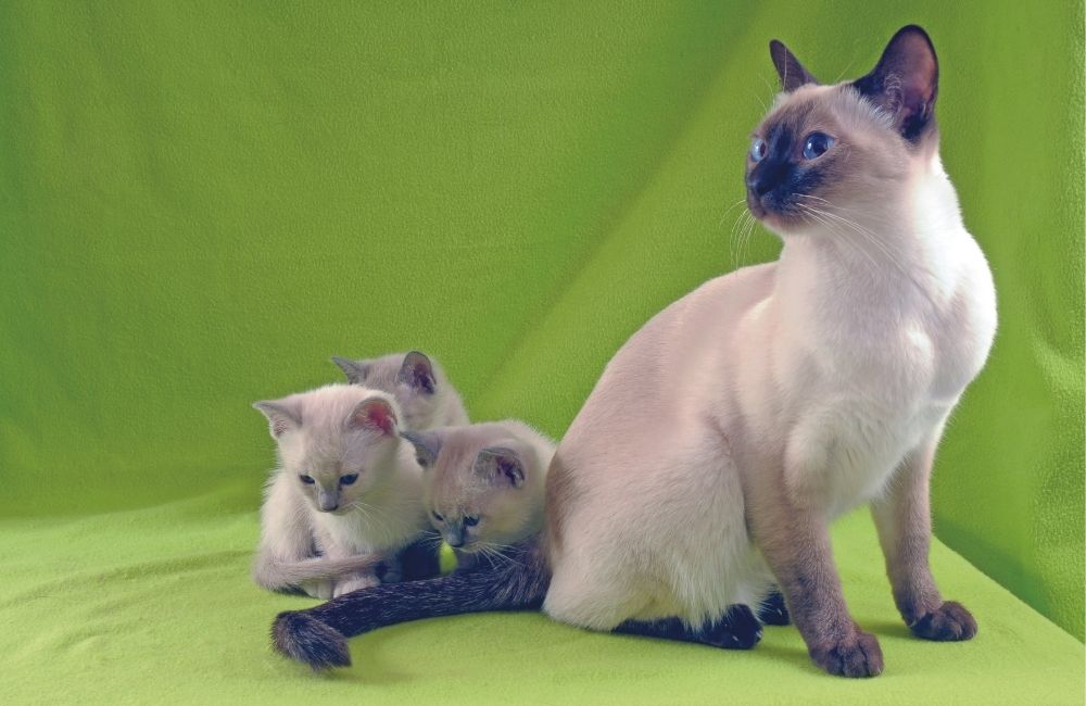 Tonkinese