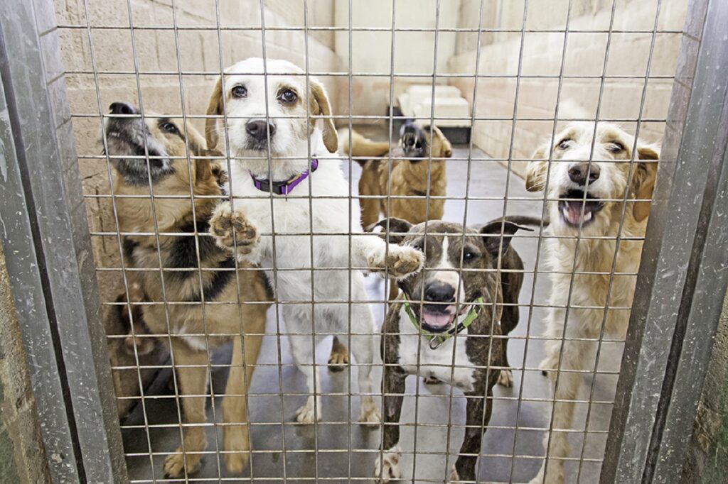 Sull'app per animali Pheedos può anche essere segnalata la possibilità di adottare cani nei canili