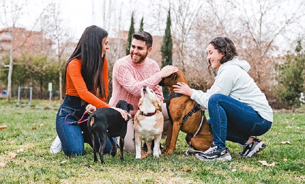 Grazie alla nuova app per animali Pheedos il benessere del tuo cane è sempre sotto controllo