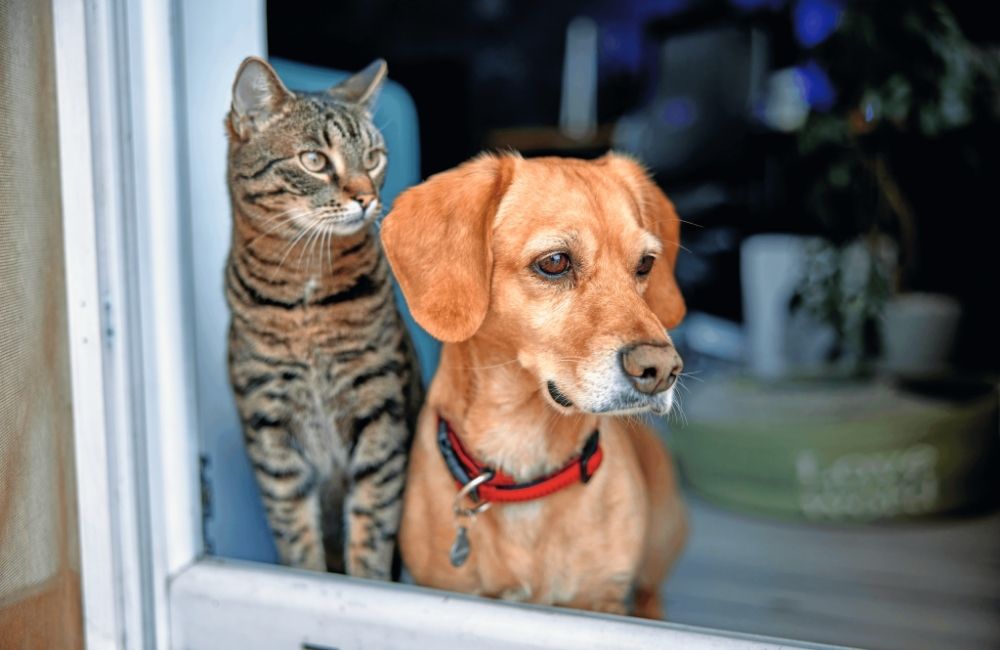 L'inquinamento fa male a Fido e Micio