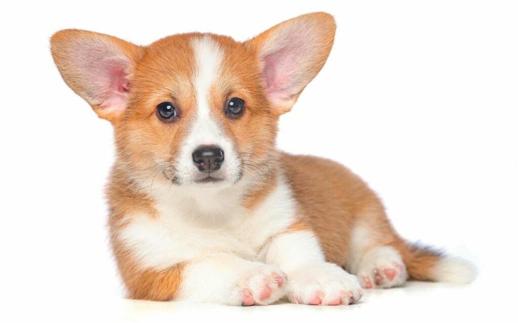 Welsh Corgi Pembroke