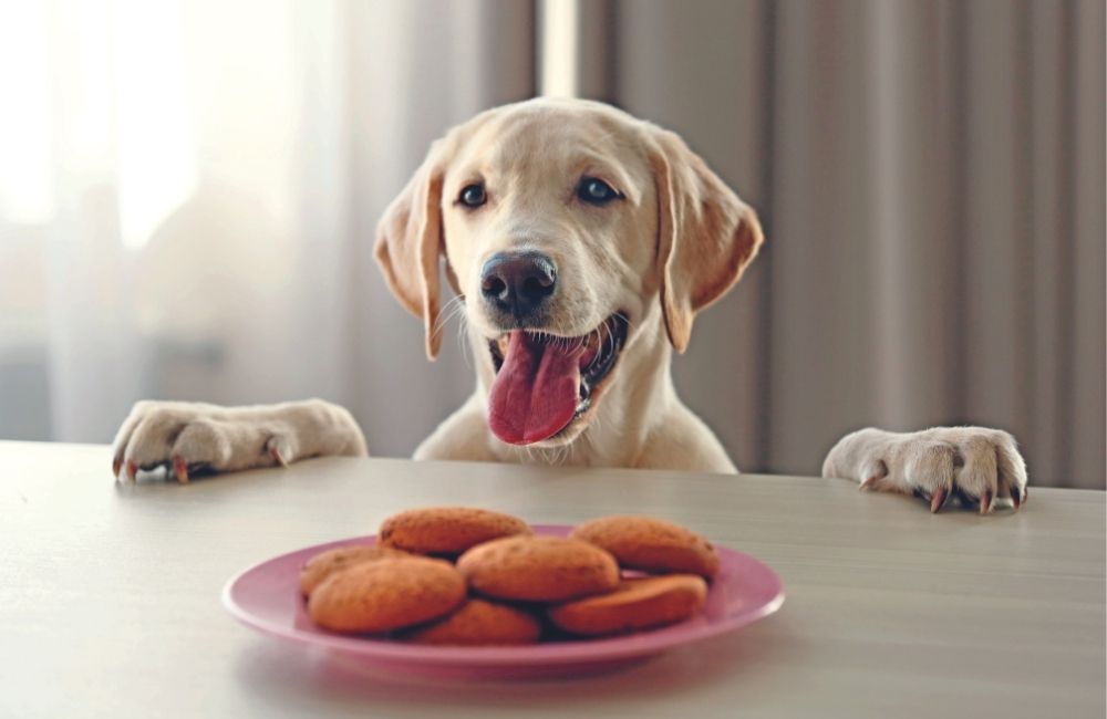 Emergenza cuccioli: il cane a tavola?