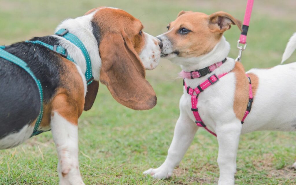 Incontri tra cani e comportamenti alternativi