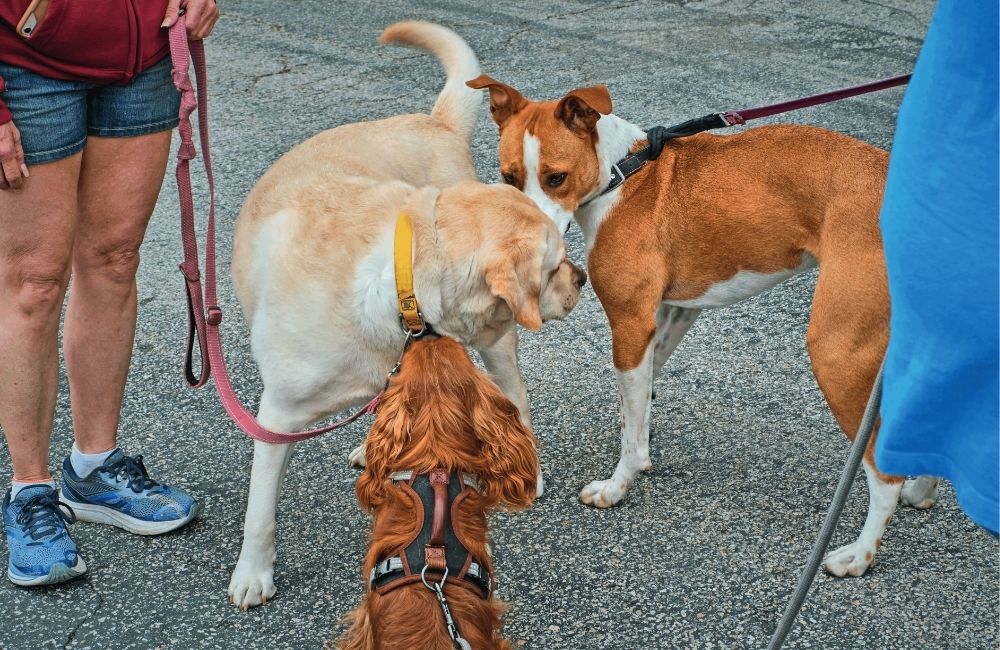 Incontri tra cani e comportamenti alternativi