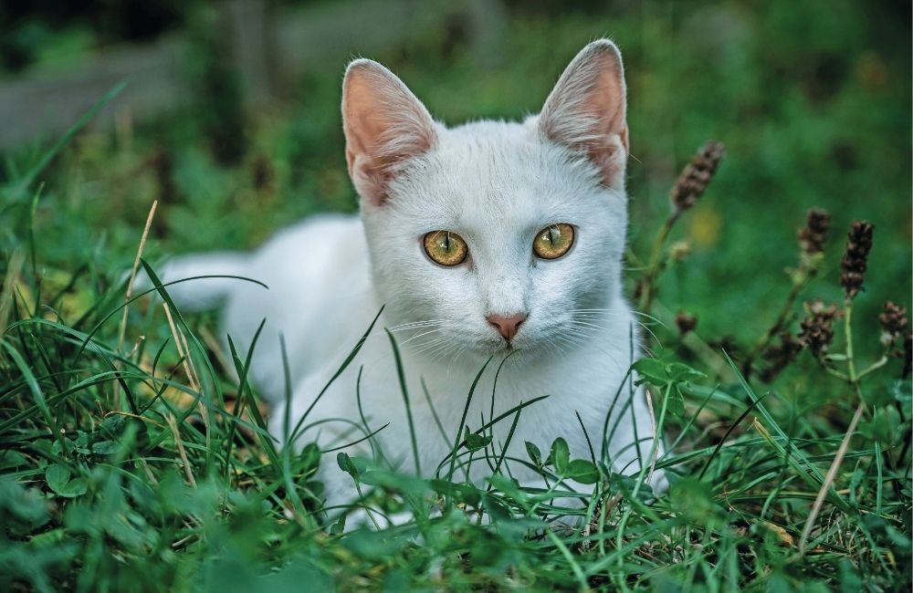 La magica connessione del gatto