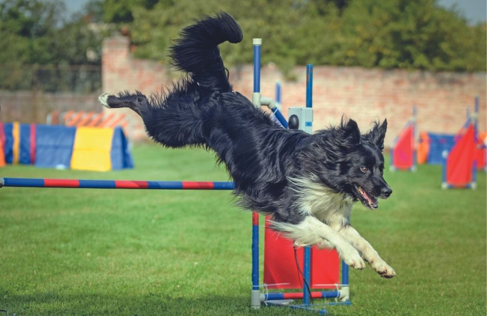 Sport e gioco: dall'agility al Noseworking