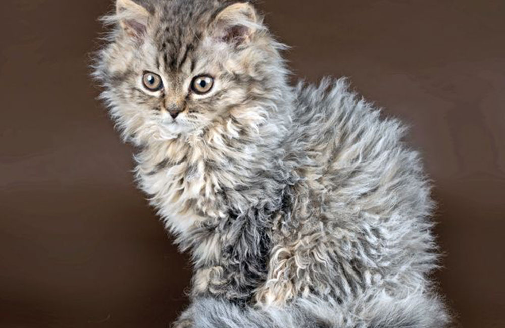 Selkirk Rex