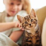 BeliceWeb.it - Alimenti per gattini, come scegliere i prodotti per una crescita sana