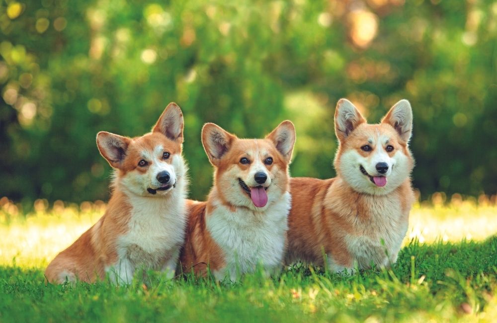 Welsh Corgi Pembroke