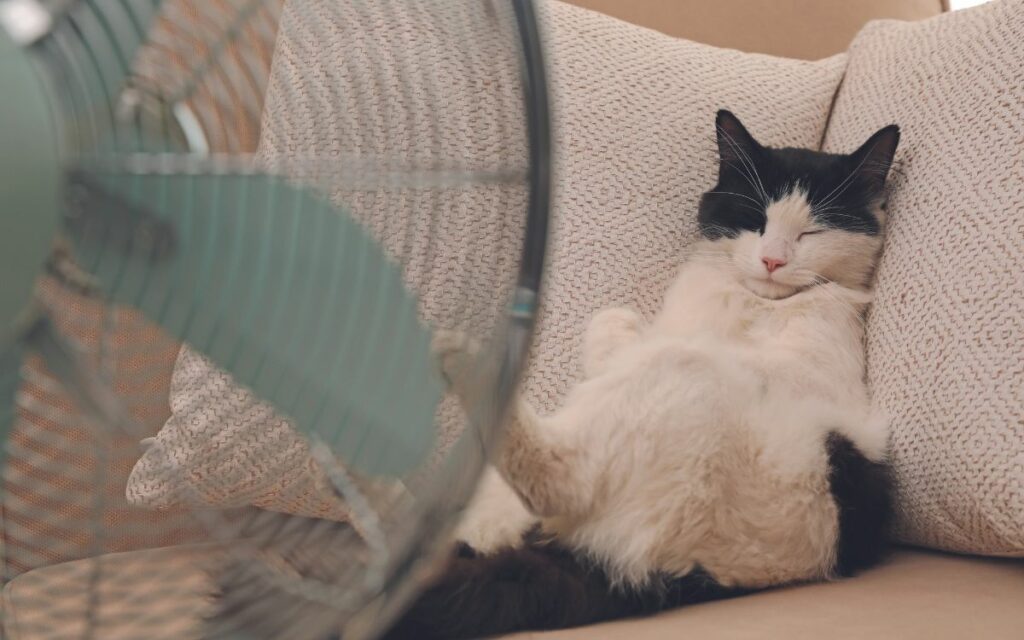 Caldo e afa: attenzione!