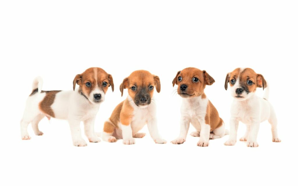 Jack Russell Terrier