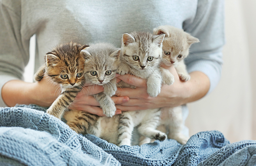 Salute e benessere fanno miao