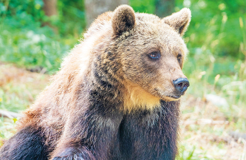 Sos orso marsicano, l'allarme del WWF