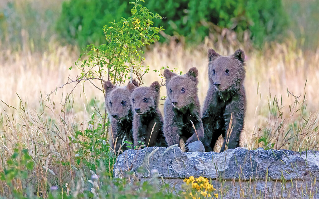 Sos orso marsicano, l'allarme del WWF