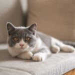 BeliceWeb.it - Cibo per gatti, tanti prodotti per tutte le esigenze