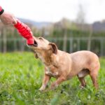 BeliceWeb.it - Giochi per cani, nuovi gadget da usare in città e al mare