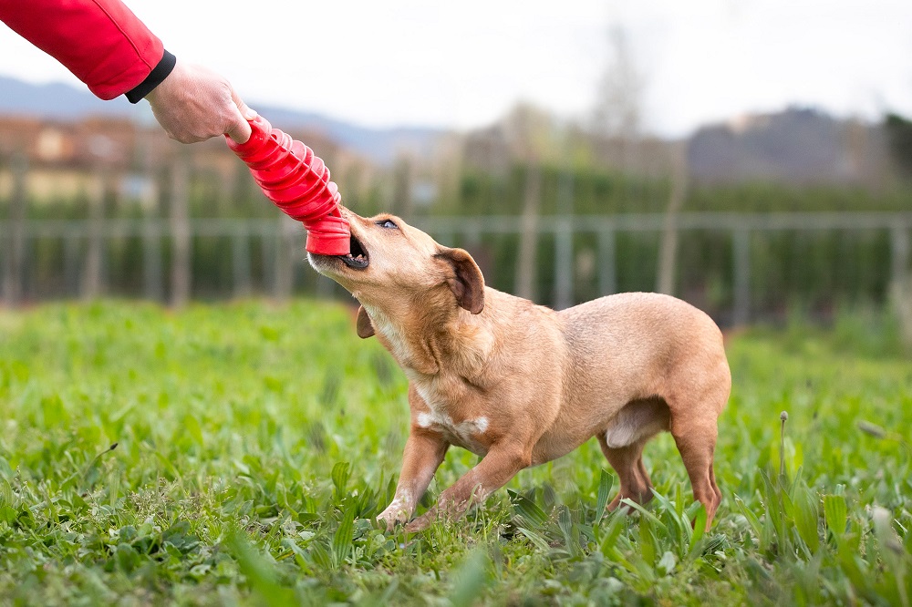 Con i nuovi giochi per cani è sempre più divertente rilassarsi con il proprio amico a quattro zampe