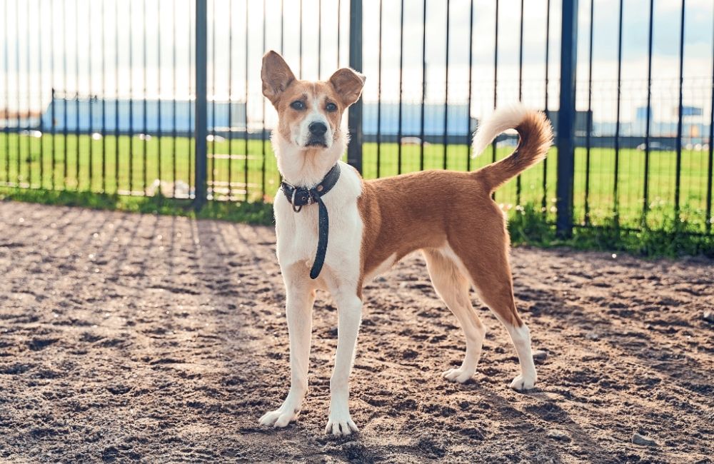 Area cani: come la vive fido?