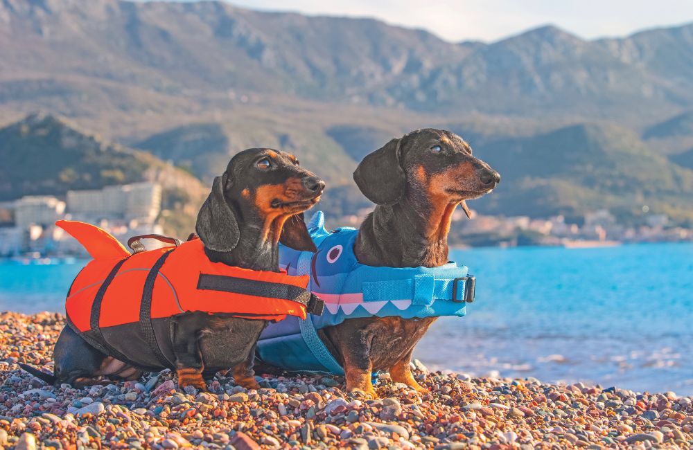 Vacanza in spiaggia a prova di Fido