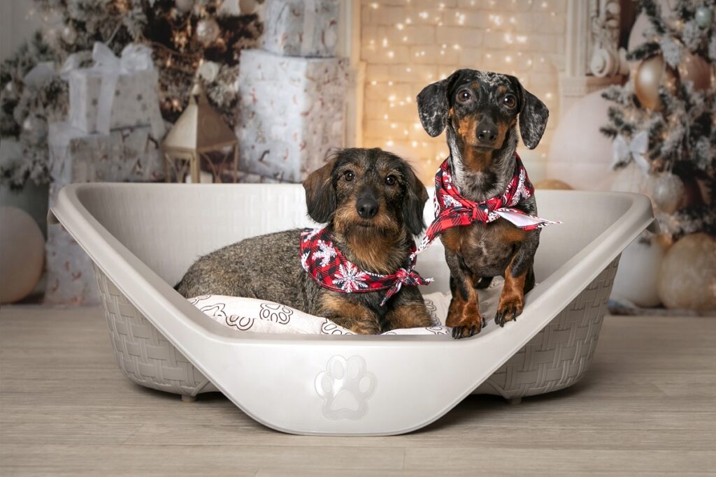 Tra i regali per animali da comprare a Natale si può scegliere il nido lettino, una cuccia per rilassarsi durante le feste