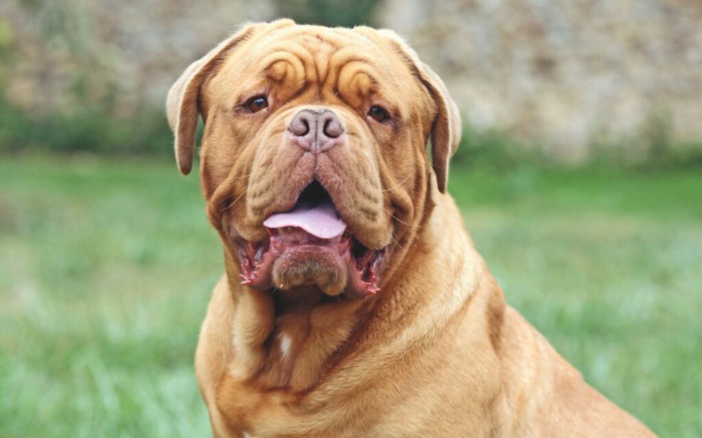 Dogue de Bordeaux
