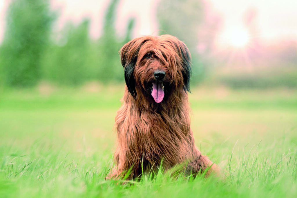 Il Briard è originario della Francia e ha guadagnato popolarità perché è un cane versatile e ha un temperamento affettuoso