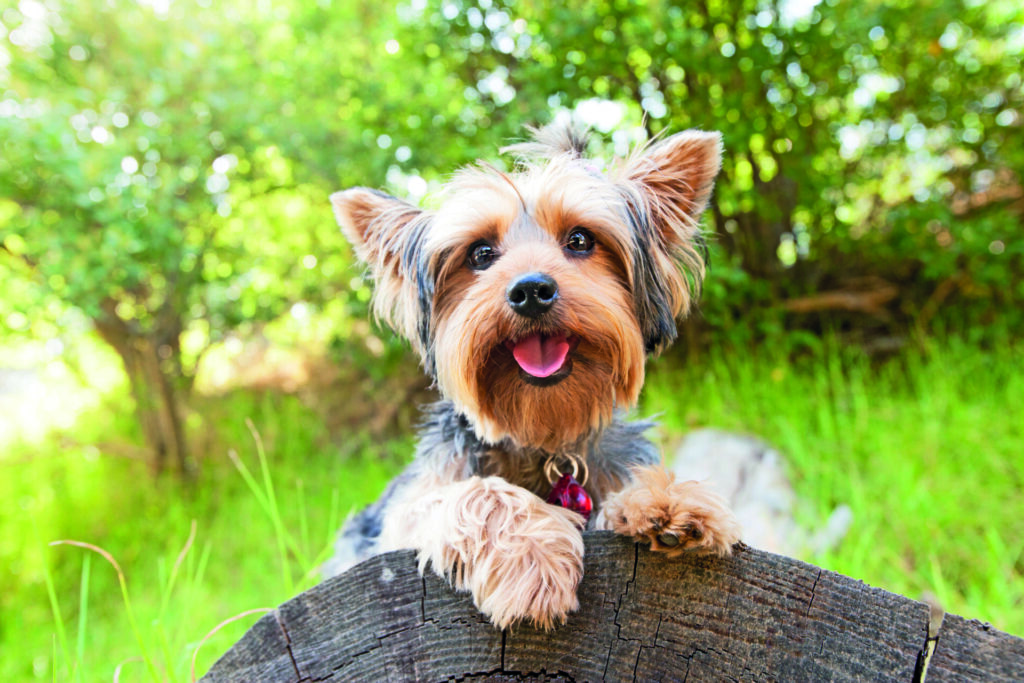 Nonostante il mantello fluente, è un cane che si può gestire facilmente perché il pelo è simile al capello umano