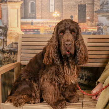 Concorso Fotografico - QuattroZampe in Fiera - Padova - Marzo 2025