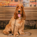 Concorso Fotografico - QuattroZampe in Fiera - Padova - Marzo 2025