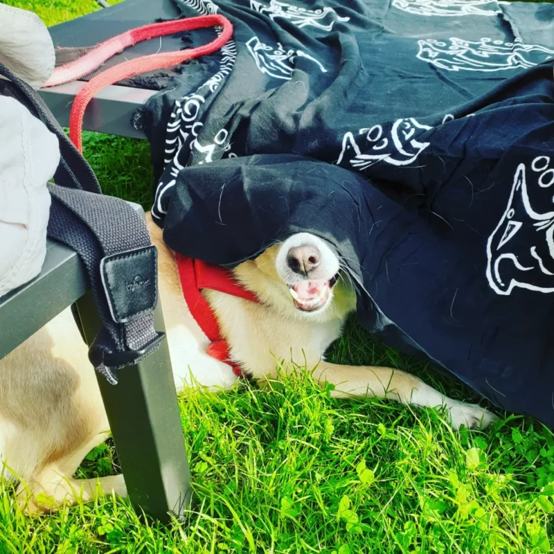 Carica e Vota - Giugno 2025