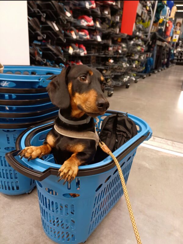 Carica e Vota - Giugno 2025