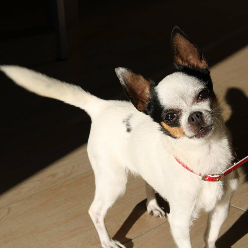 Carica e Vota - Giugno 2025