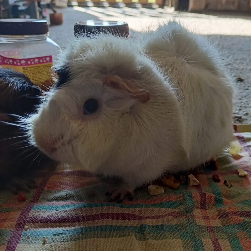 Carica e Vota - Giugno 2025