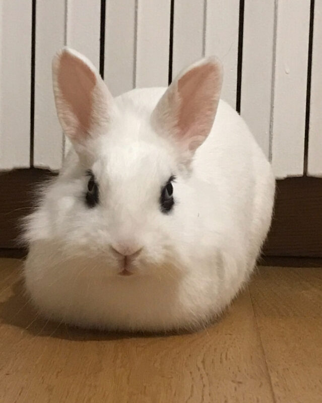 Carica e Vota - Giugno 2025