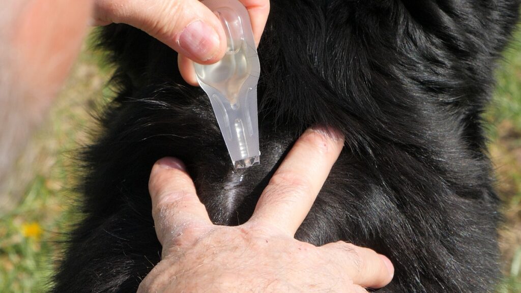 Conoscere le malattie trasmesse dai vettori è importante e scegliere gli antiparassitari per animali più adatti