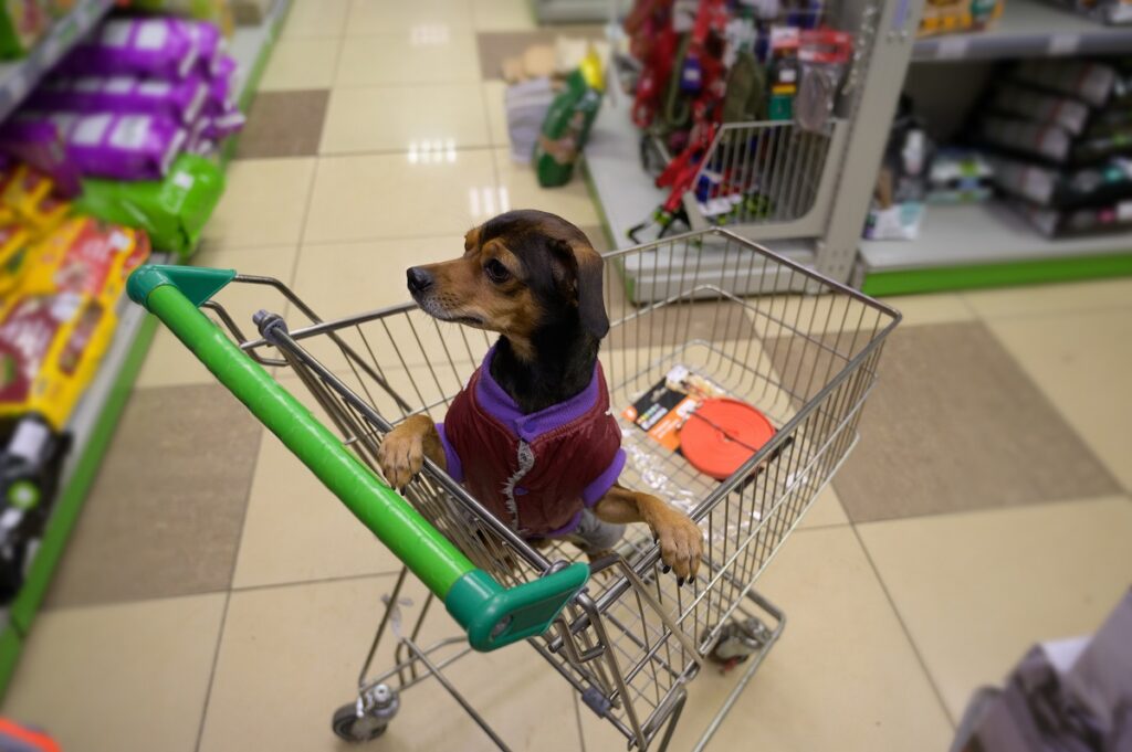 Un picoolo cane dentro un carrello della spesa in un supermercato che lo consente