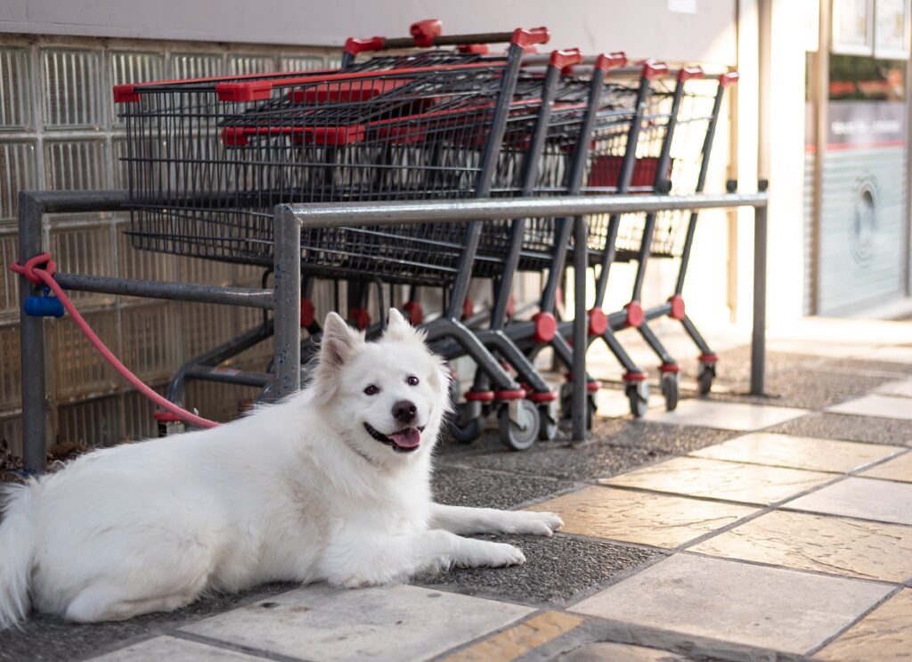 Un cane legato fuori dall'ingresso di un supermercato in attesa del suo proprietario