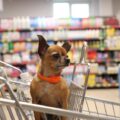I cani nel carrello della spesa possono essere portati se il supermercato lo consente