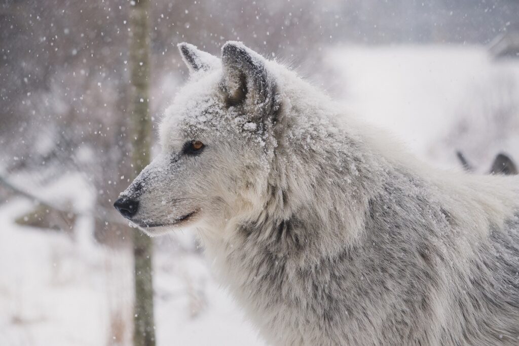 Un lupo grigio in mezzo alla neve